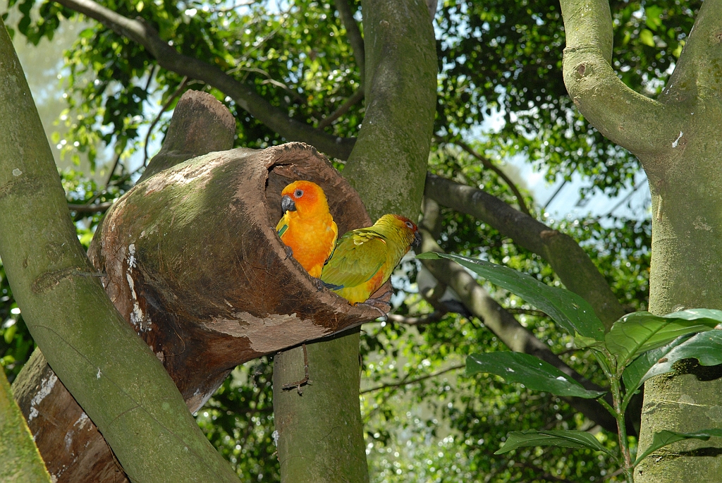 0711 Birdworld Kuranda.jpg